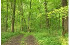 Van Buren County, Michigan farmland - LAND AUCTION - 194+/- ACRES OFFERED IN 5 TRACTS IN VAN BUREN COUNTY, MICHIGAN